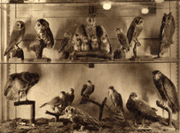 300093 Afbeelding van een vitrine met tentoongestelde, opgezette, vogels in het museum van Staatsbosbeheer, gevestigd ...